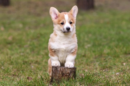 Дуже милі цуценята коргі пемброк