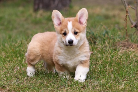 Дуже милі цуценята коргі пемброк