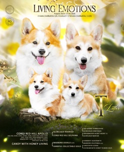 Дуже милі цуценята коргі пемброк