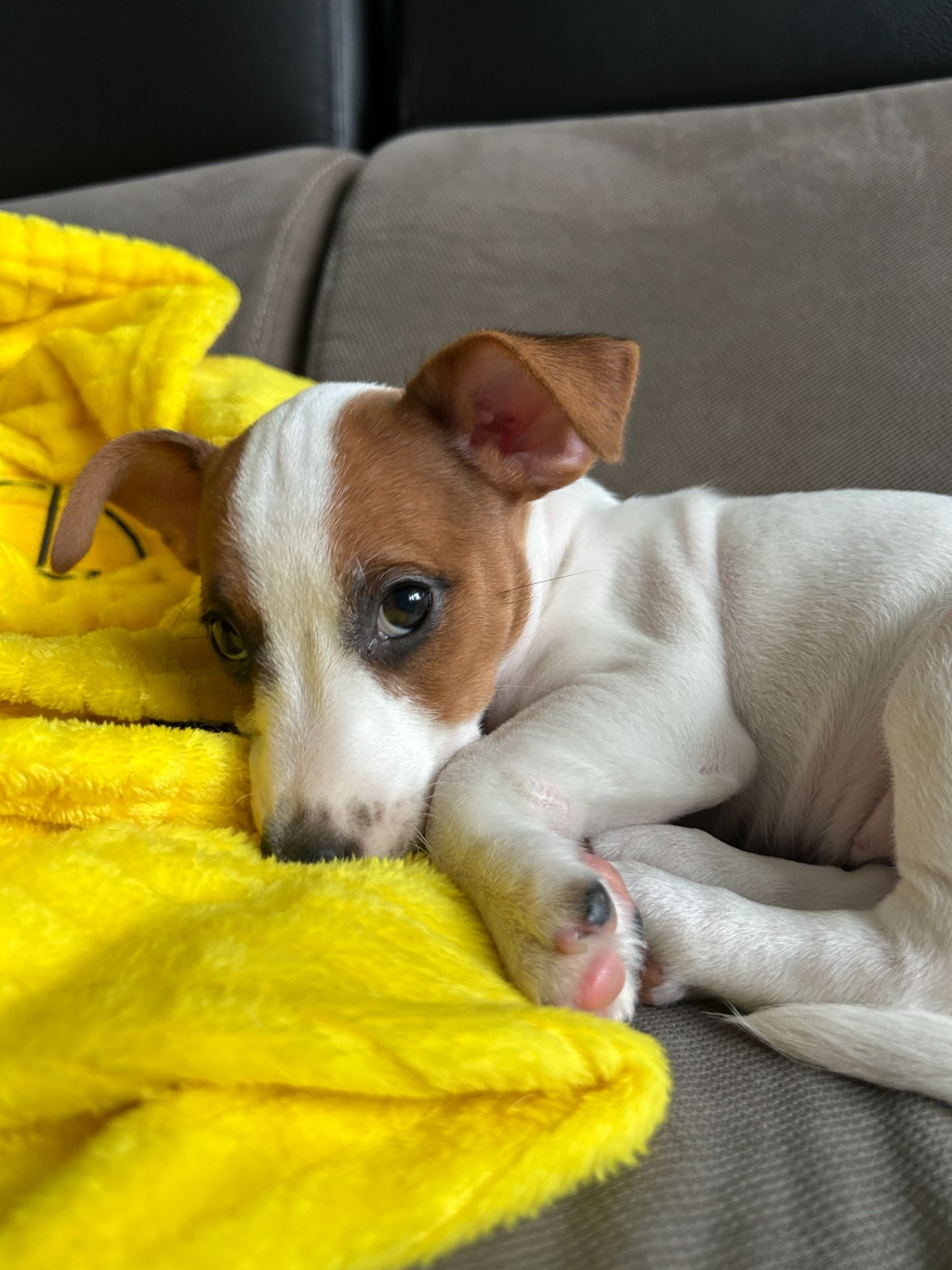 Цуценята Джек рассел тер'єр