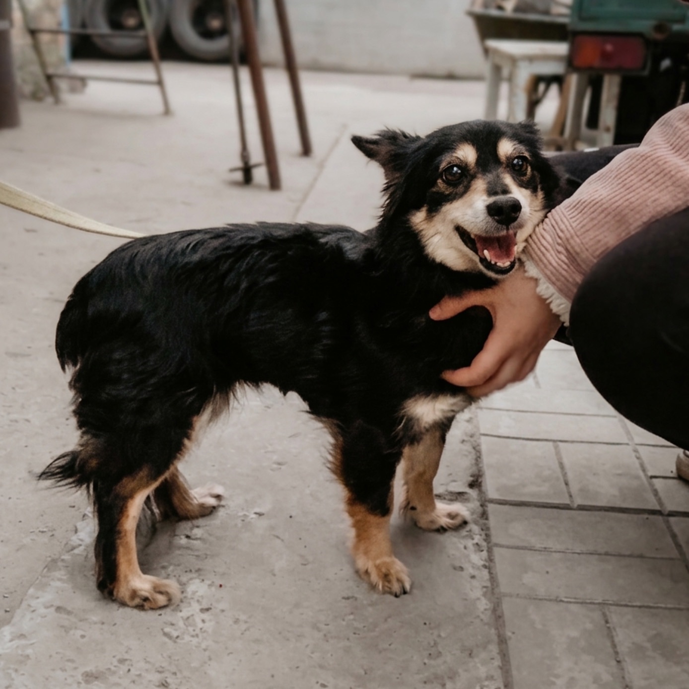 Маленька собачка Пеппі в добрі руки!