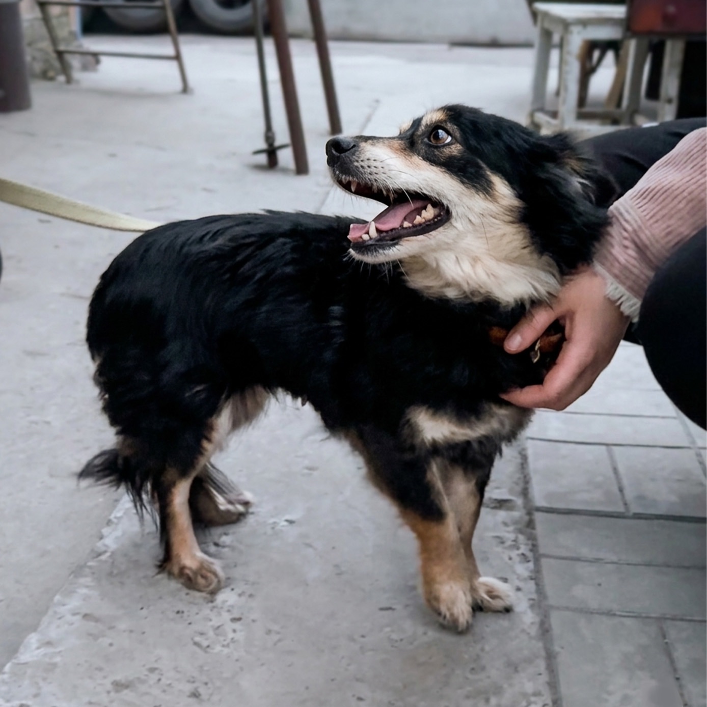 Маленька собачка Пеппі в добрі руки!