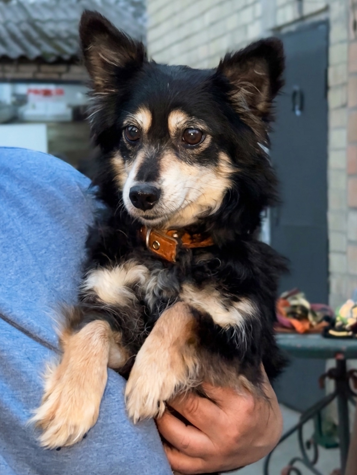 Маленька собачка Пеппі в добрі руки!