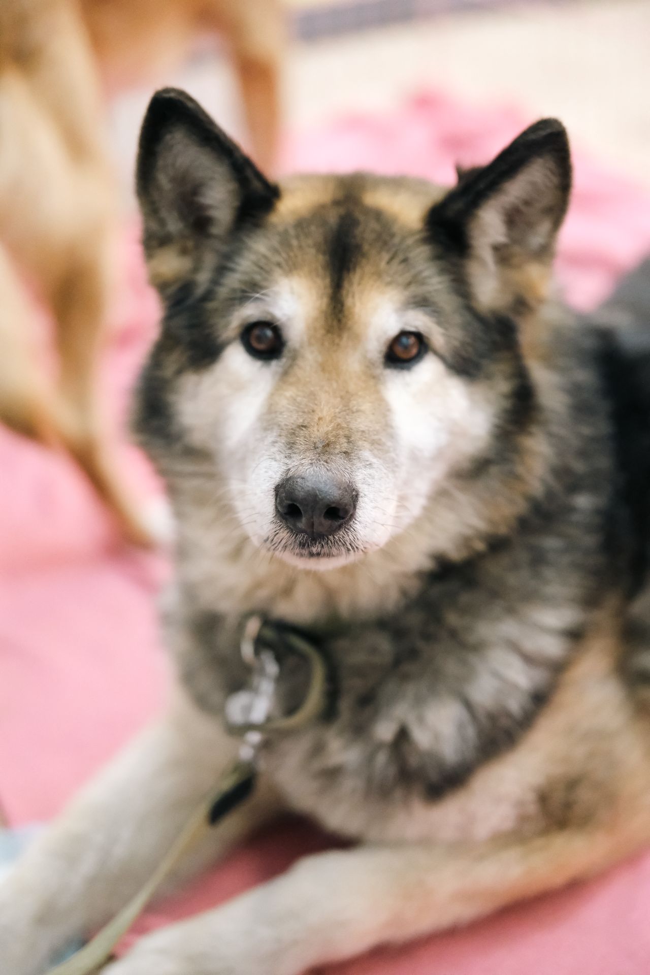 Метис маламута Лада шукає родину