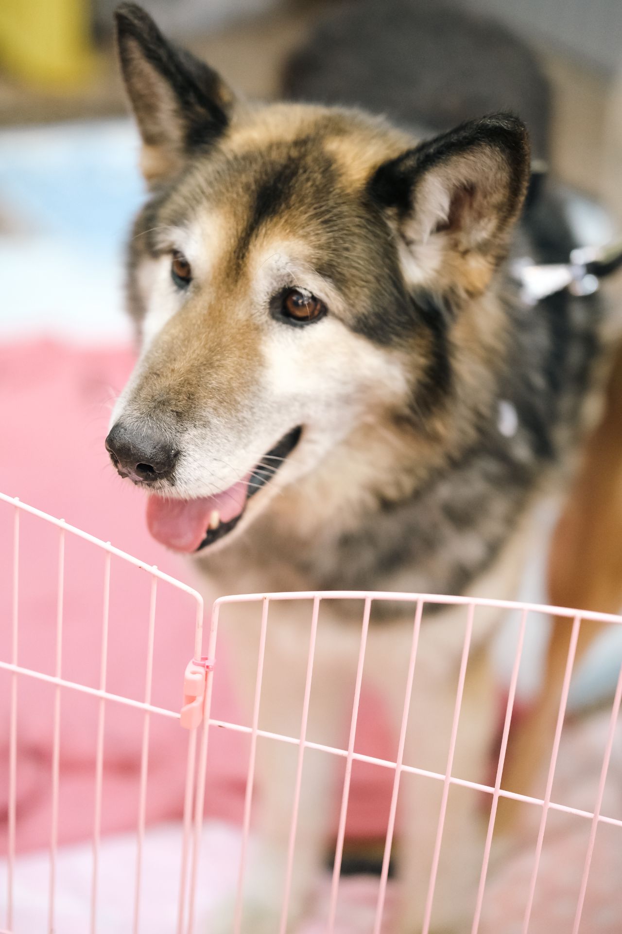 Метис маламута Лада шукає родину