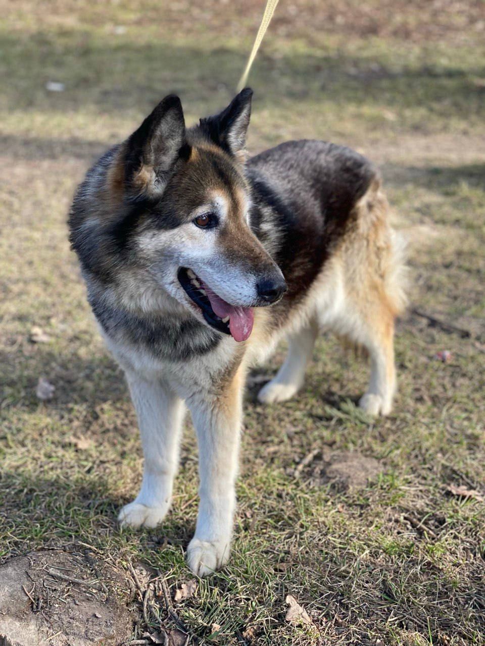 Метис маламута Лада шукає родину