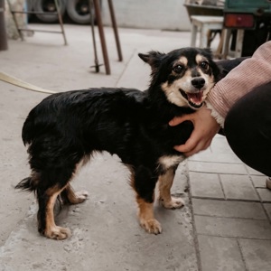 Маленька собачка Пеппі в добрі руки!