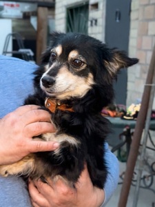 Маленька собачка Пеппі в добрі руки!