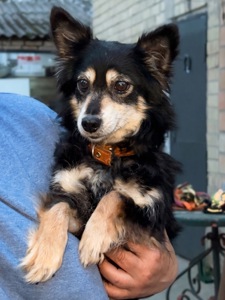 Маленька собачка Пеппі в добрі руки!