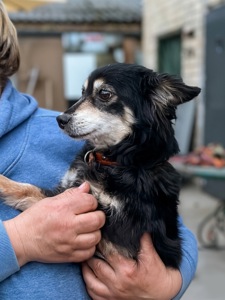 Маленька собачка Пеппі в добрі руки!