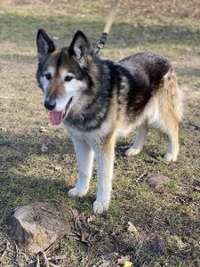 Метис маламута Лада шукає родину