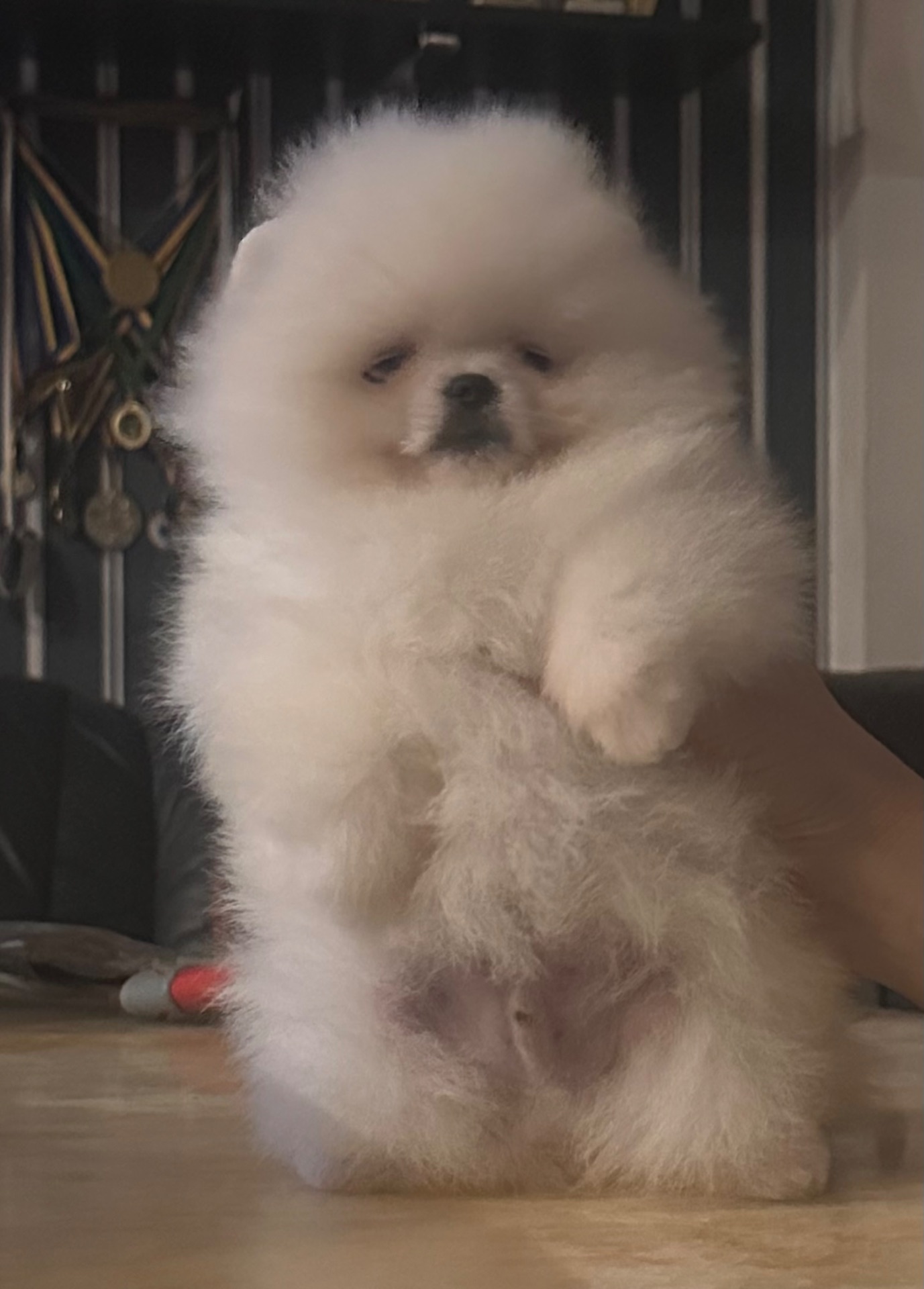 Померанський шпиц