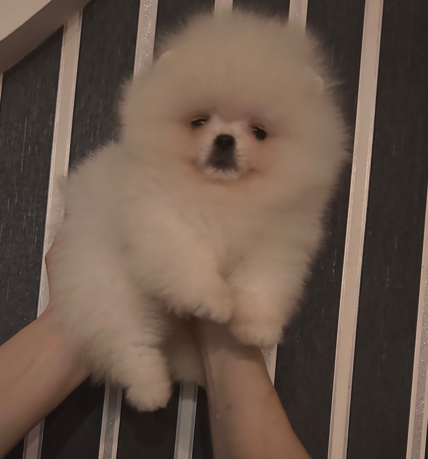 Померанський шпиц