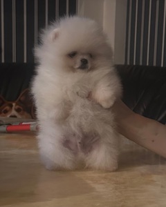 Померанський шпиц