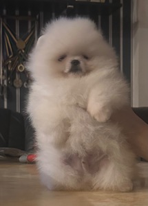 Померанський шпиц