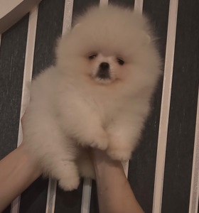 Померанський шпиц