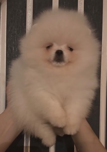 Померанський шпиц