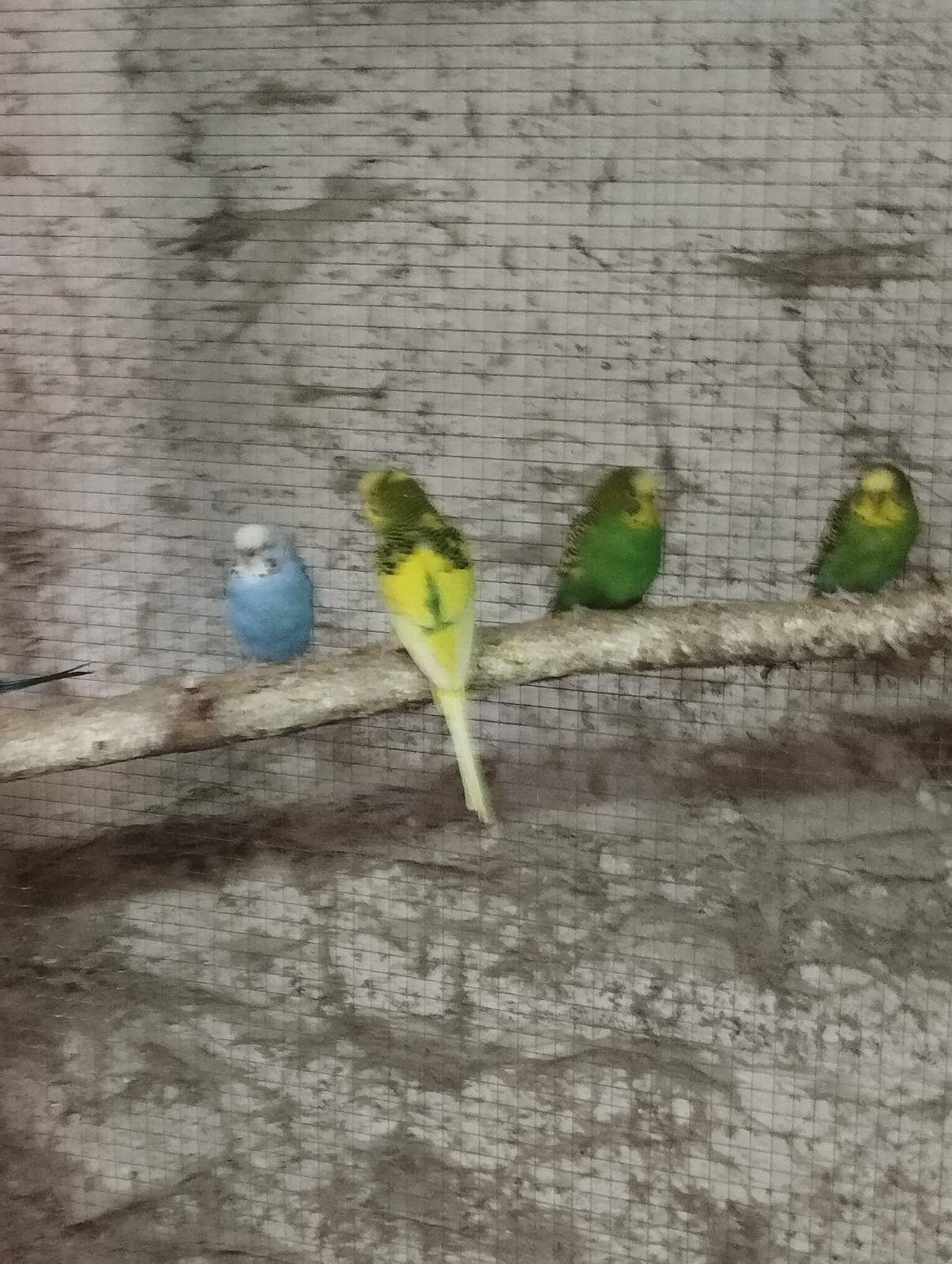 Волнистый попугай Днепр