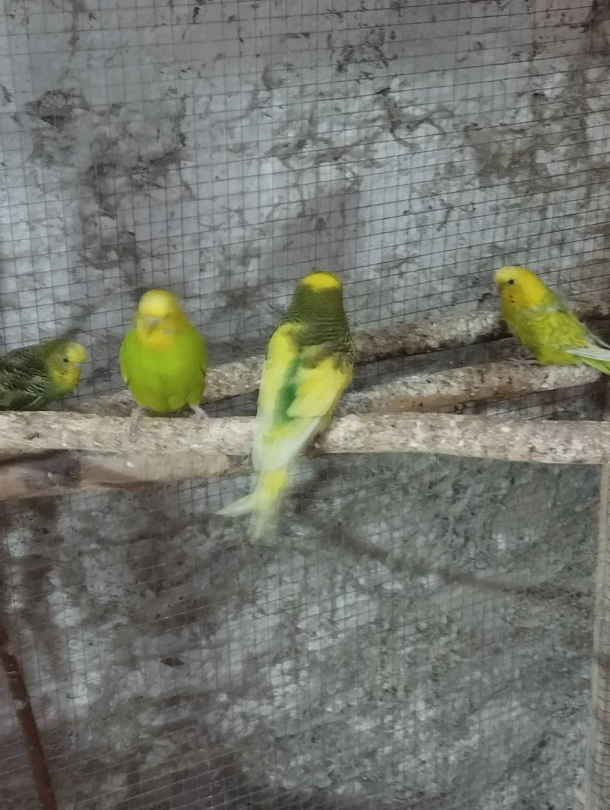 Волнистый попугай Днепр