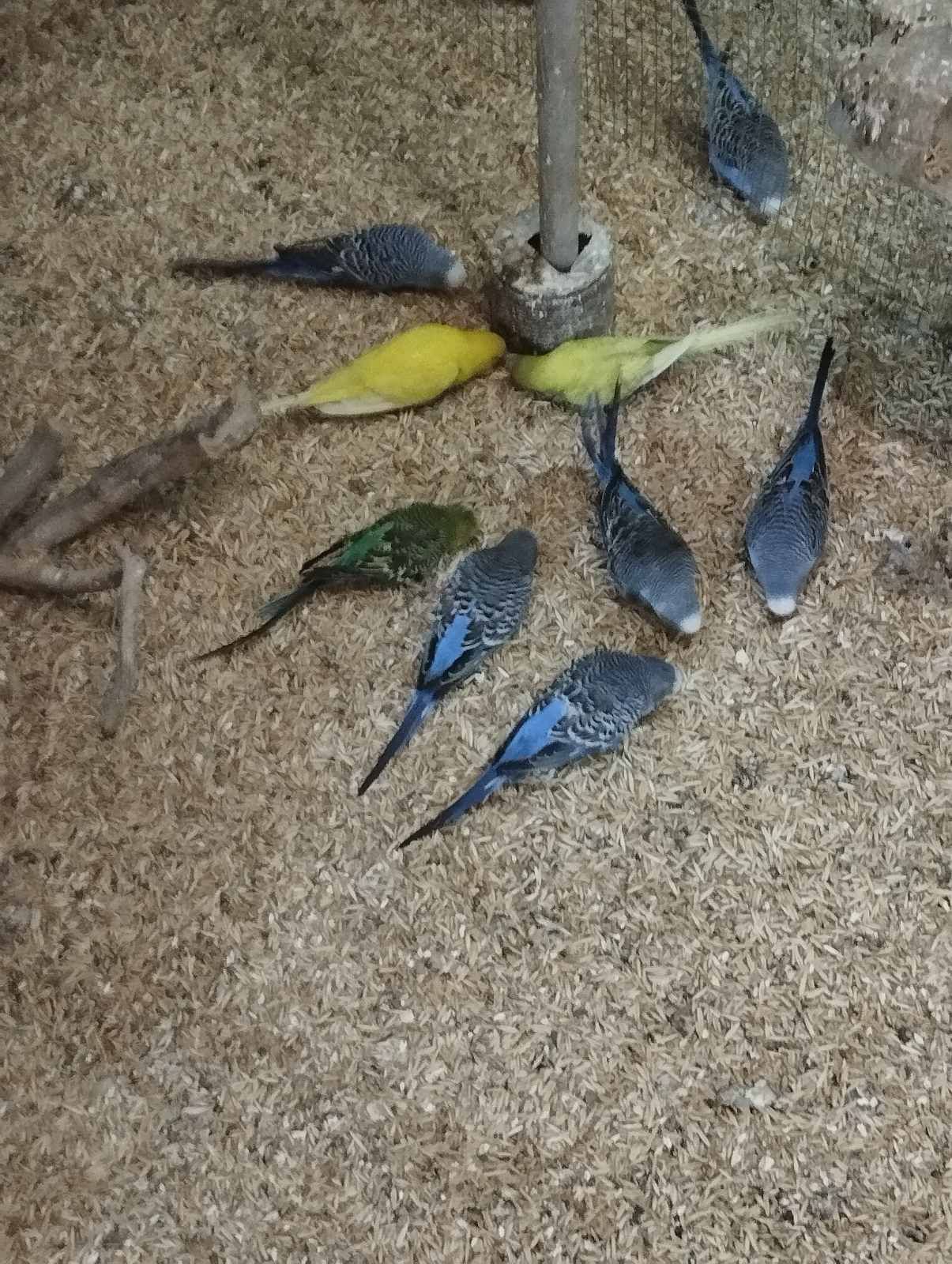 Волнистый попугай Днепр