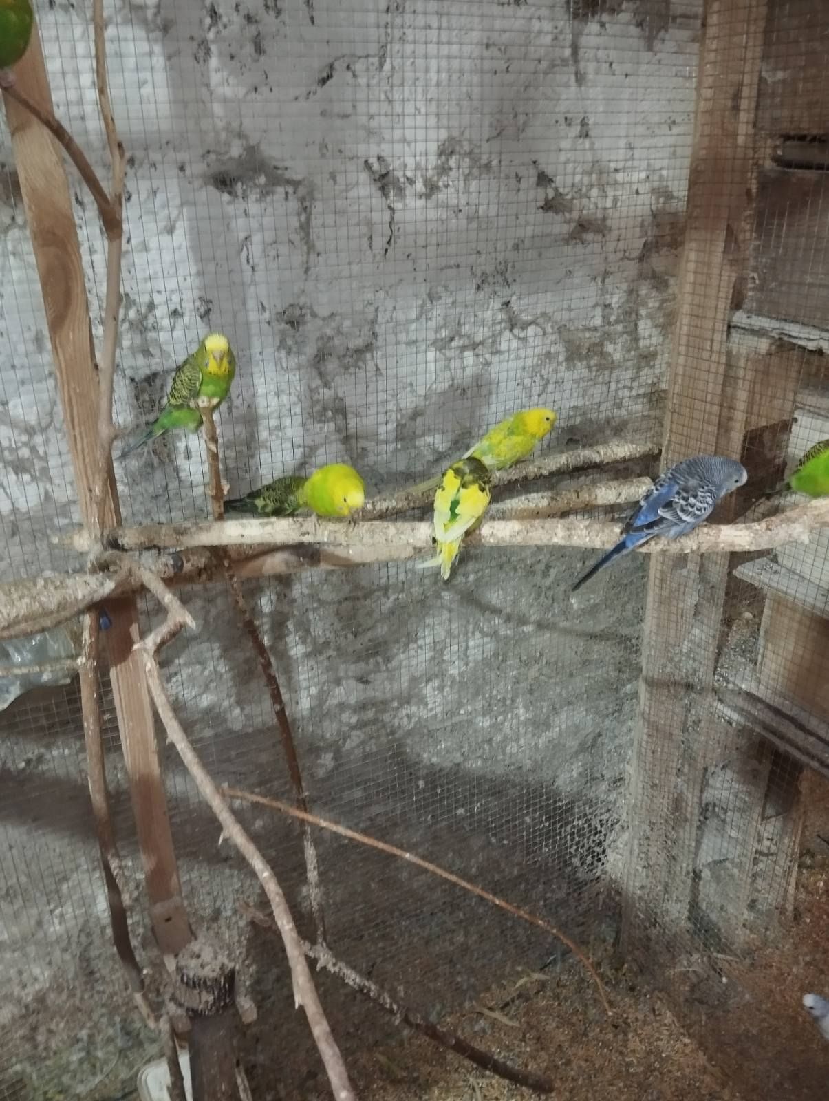 Волнистый попугай Днепр