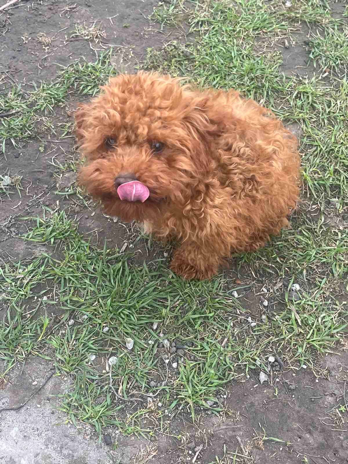 Той пудель девочка