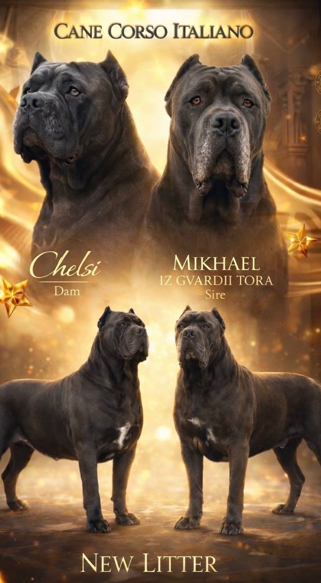 Вакансія «Людина для Кане-корсо»!