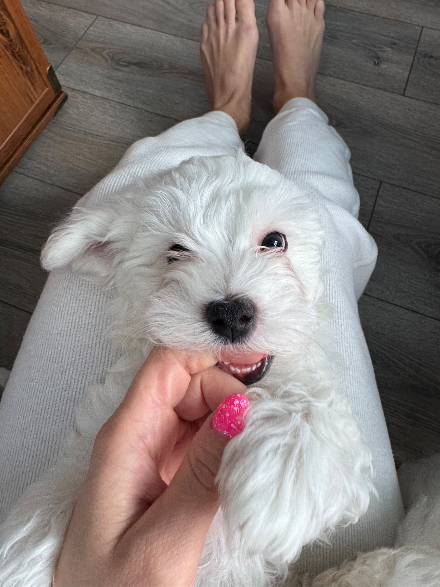 Біленький мальтіпу хлопчик