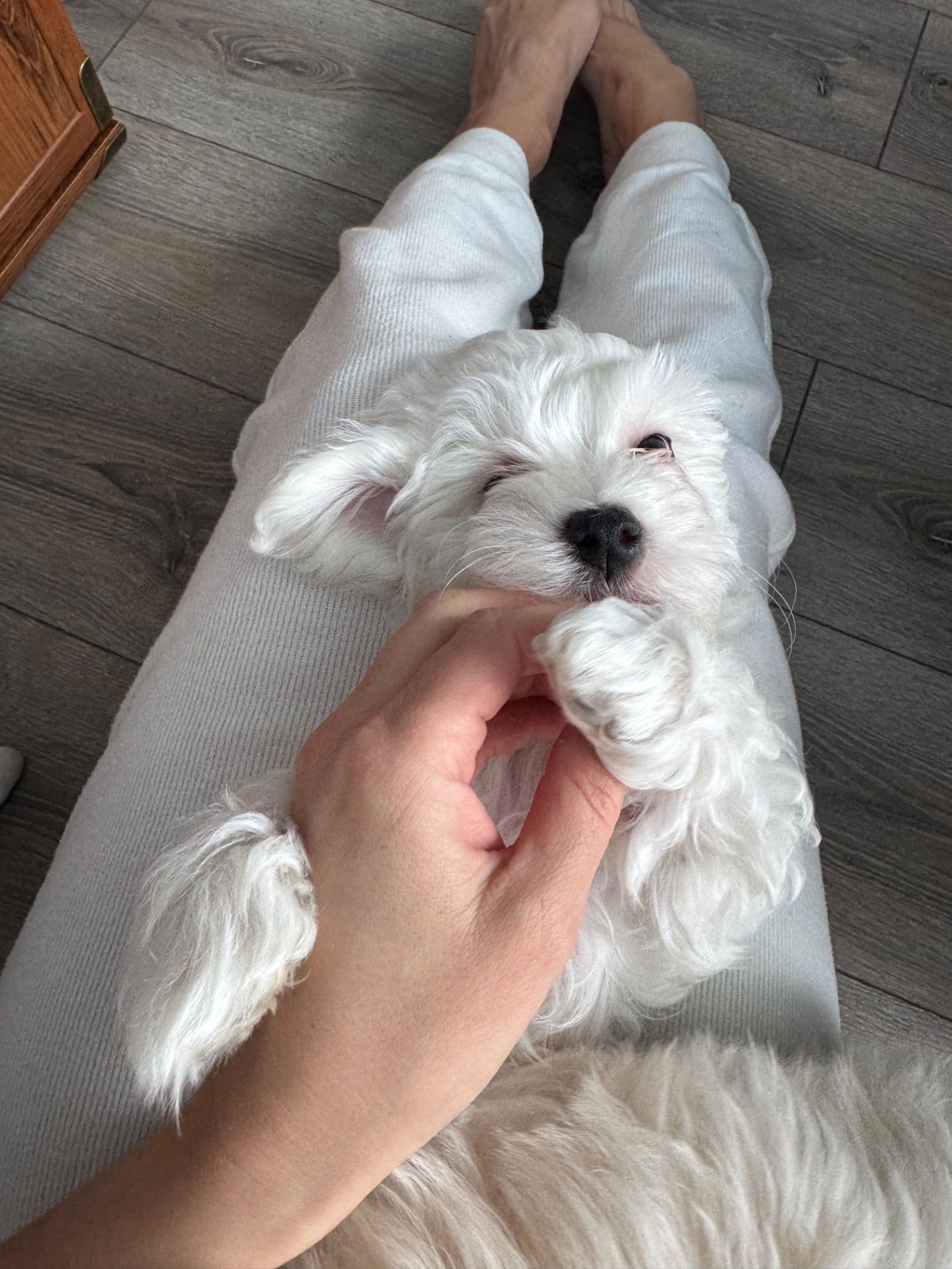 Біленький мальтіпу хлопчик