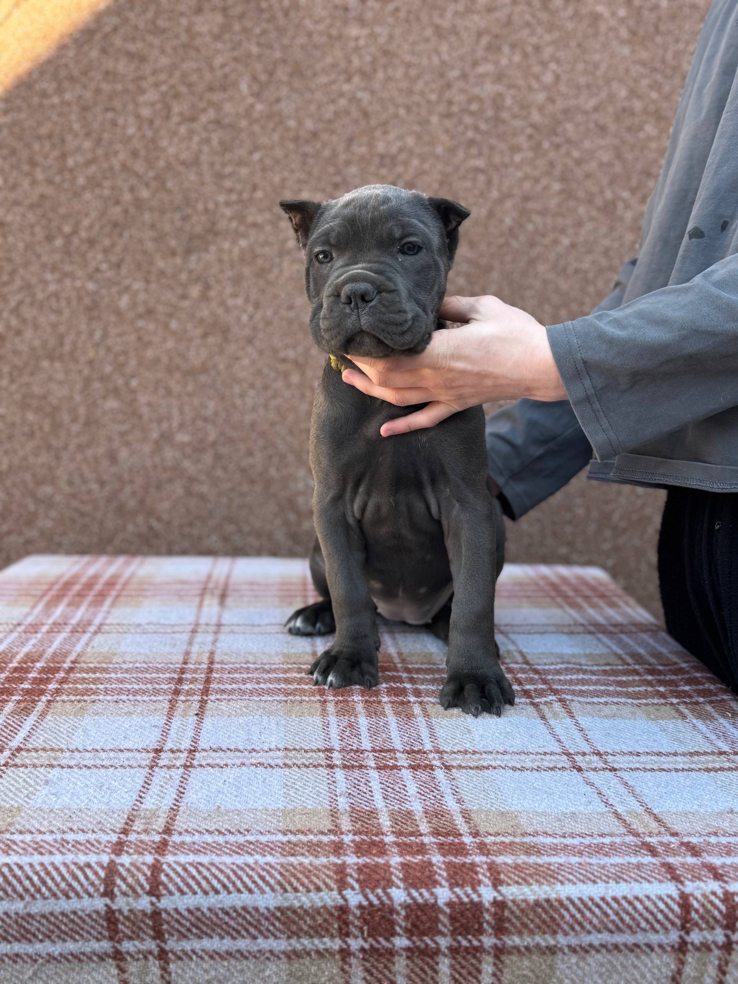 Вакансія «Людина для Кане-корсо»!