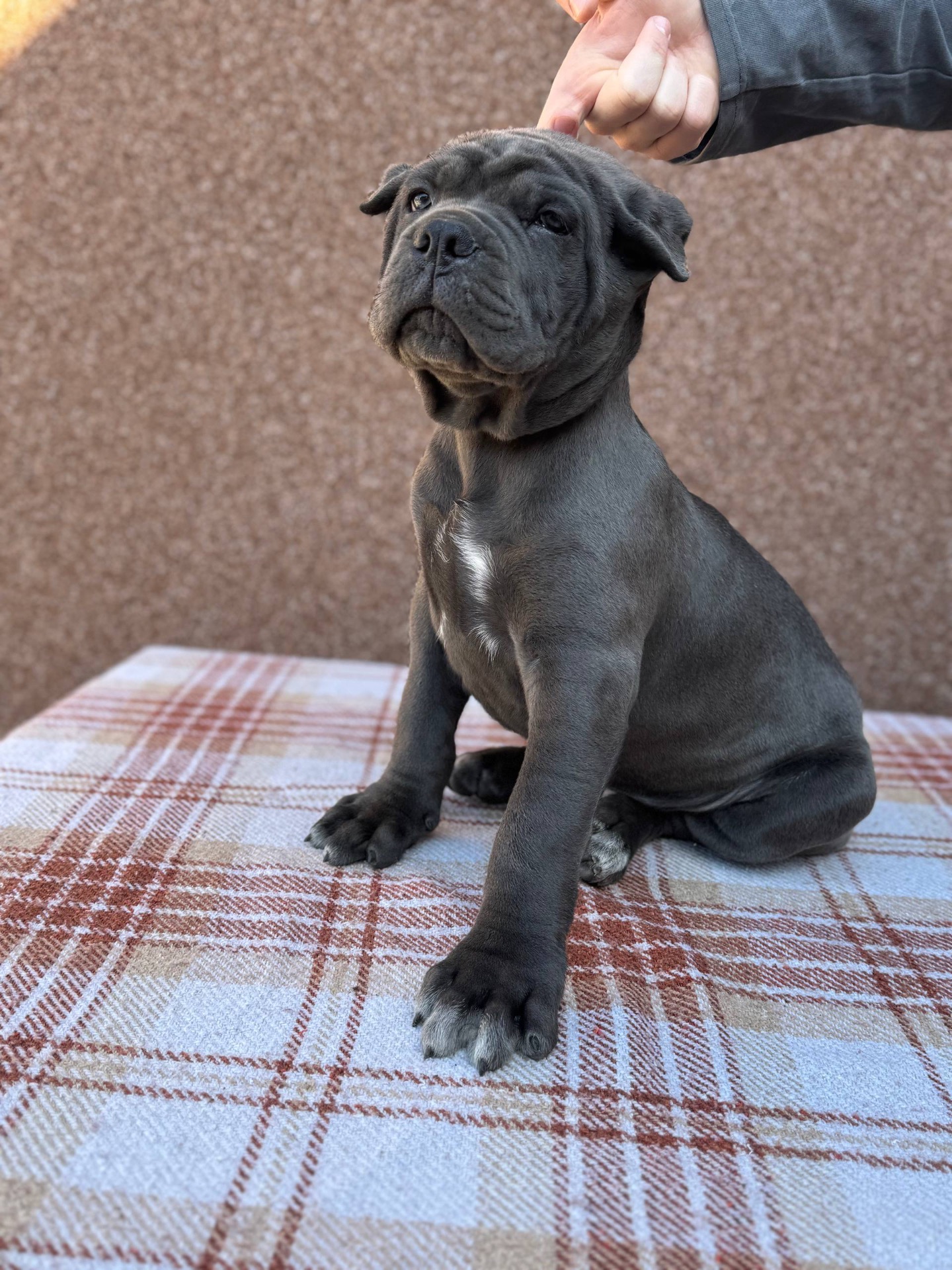 Вакансія «Людина для Кане-корсо»!