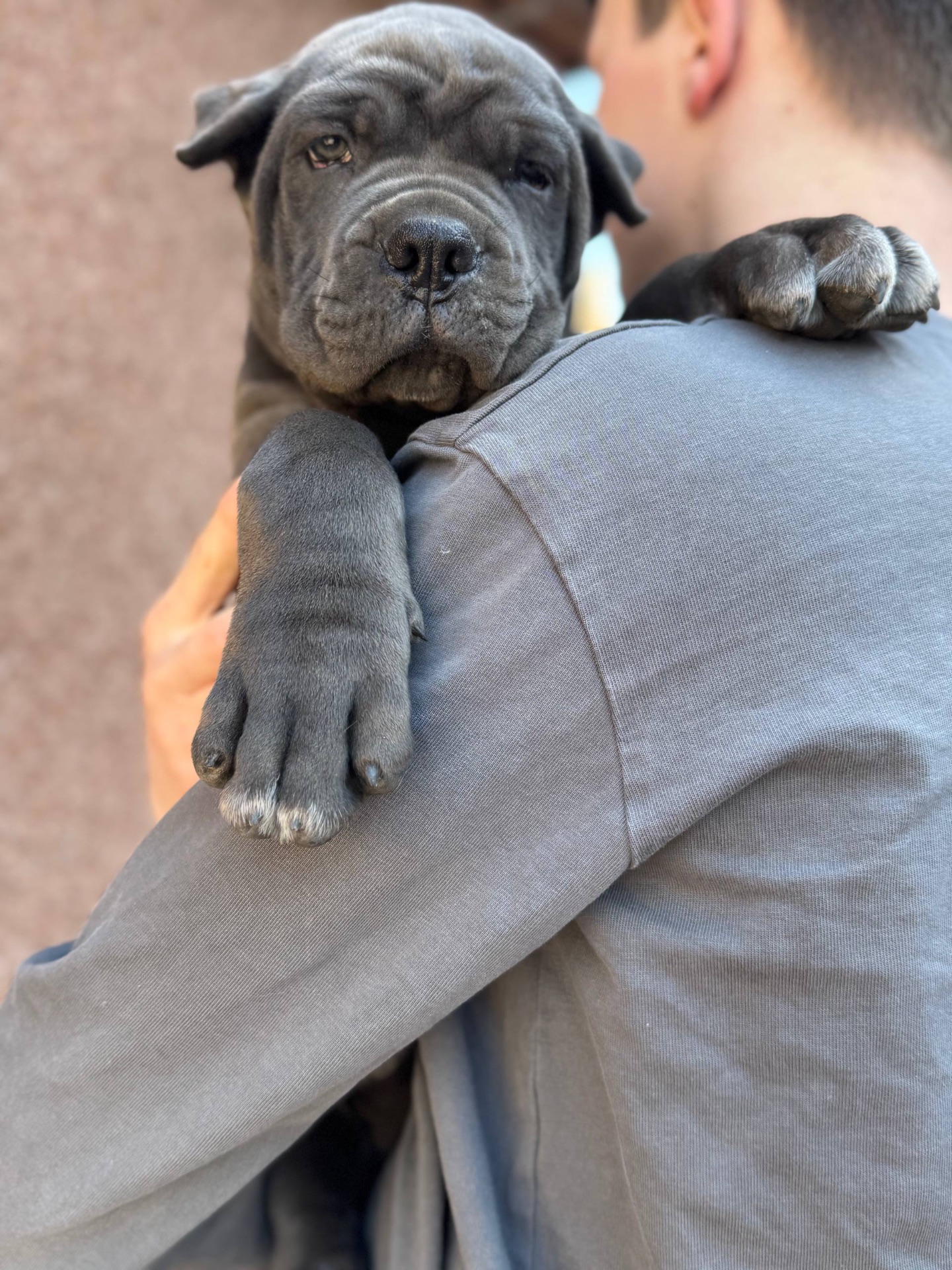 Вакансія «Людина для Кане-корсо»!