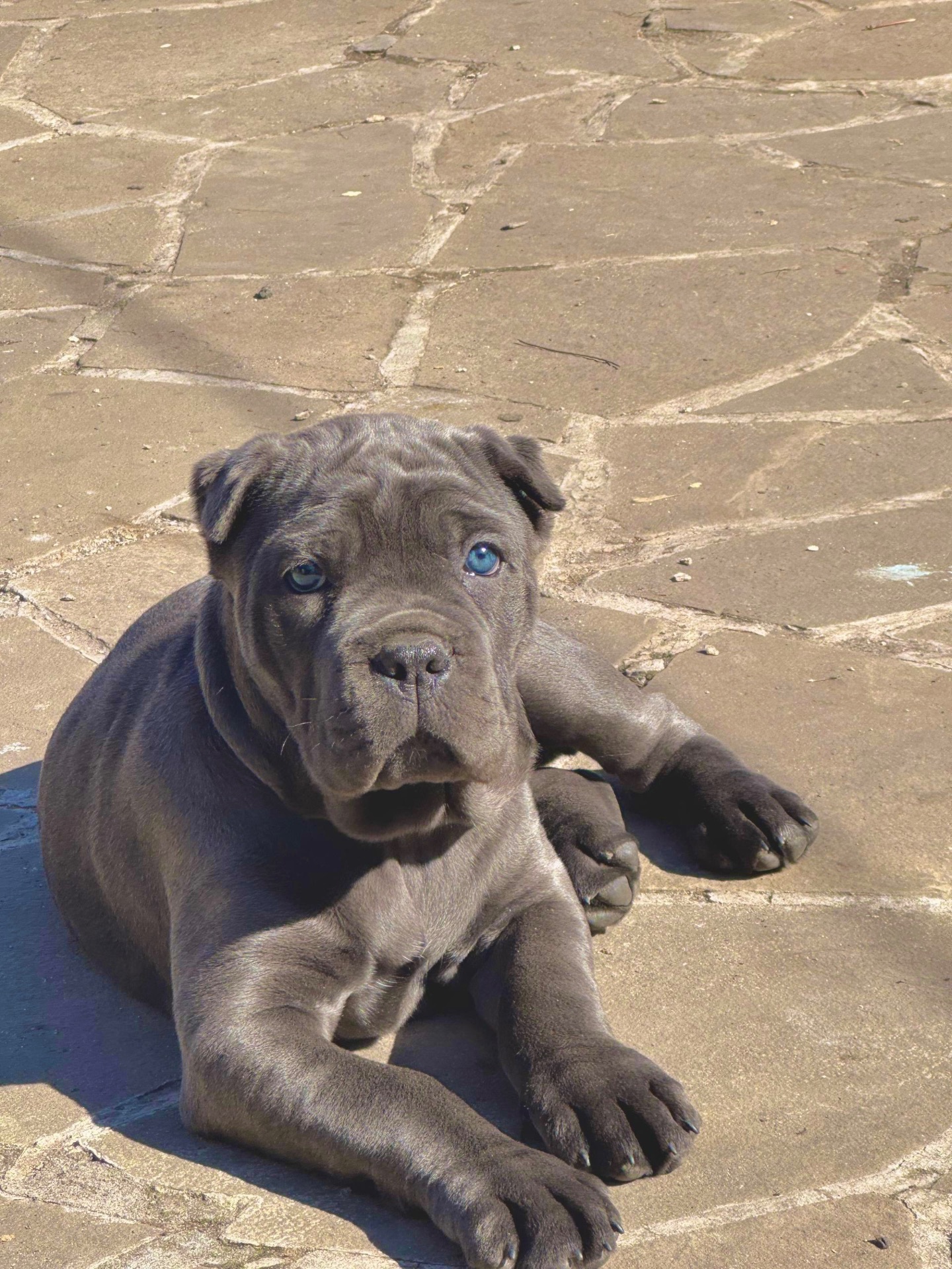 Вакансія «Людина для Кане-корсо»!