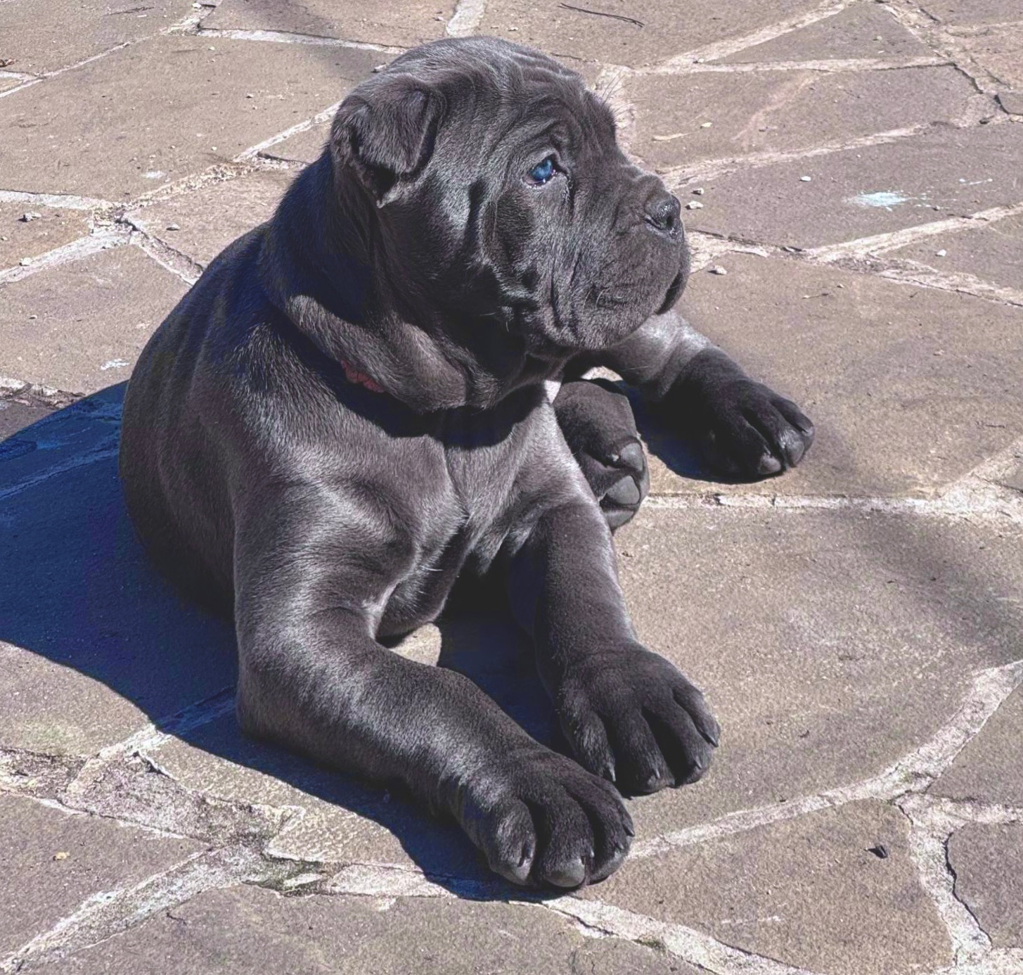 Вакансія «Людина для Кане-корсо»!