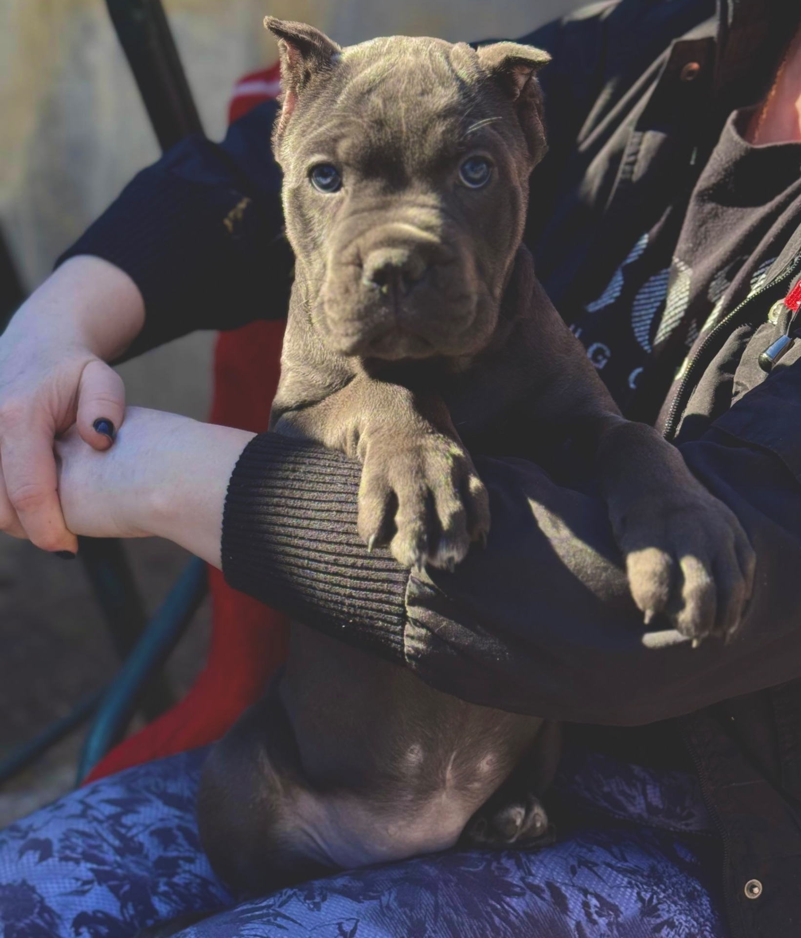 Вакансія «Людина для Кане-корсо»!