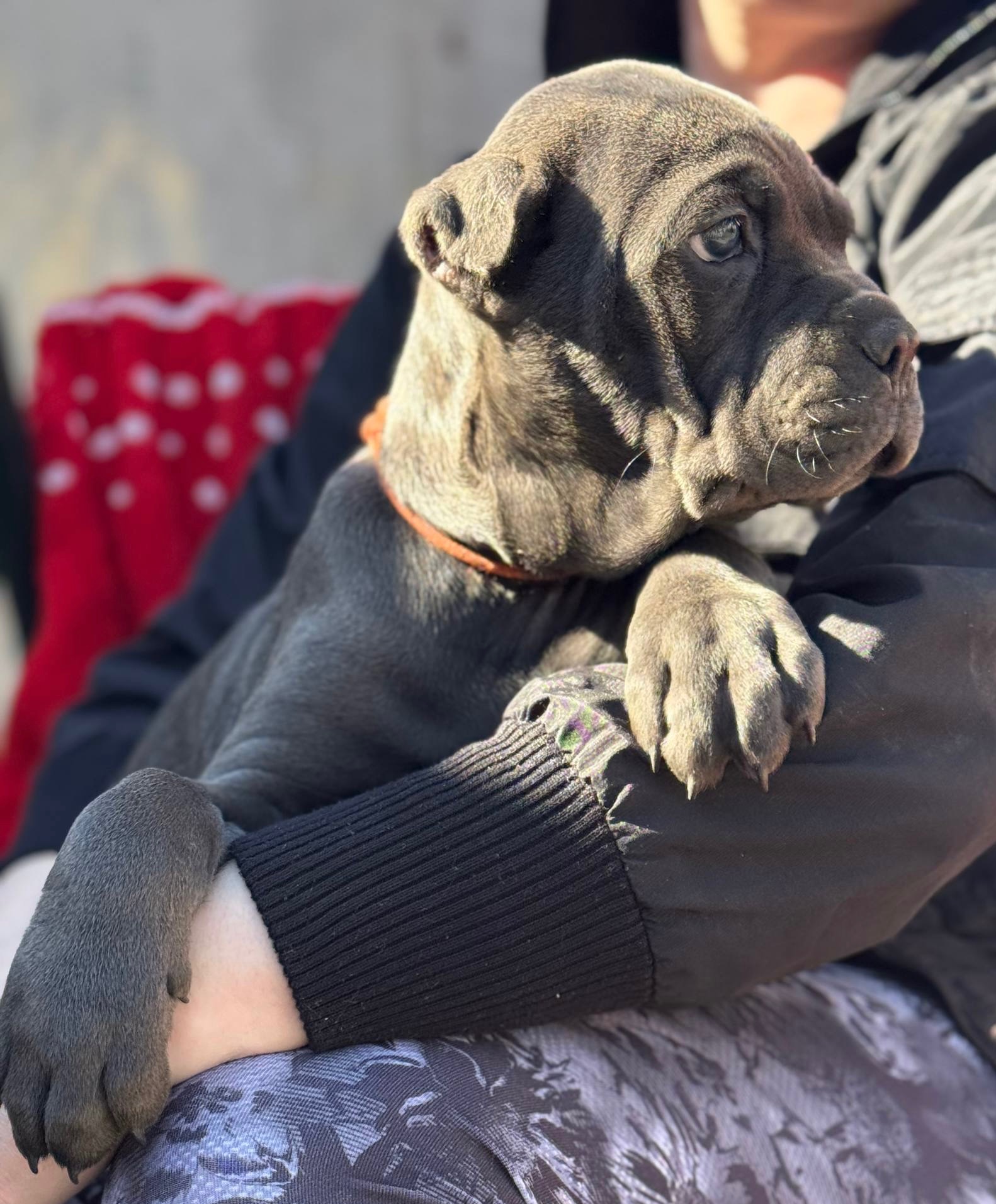 Вакансія «Людина для Кане-корсо»!