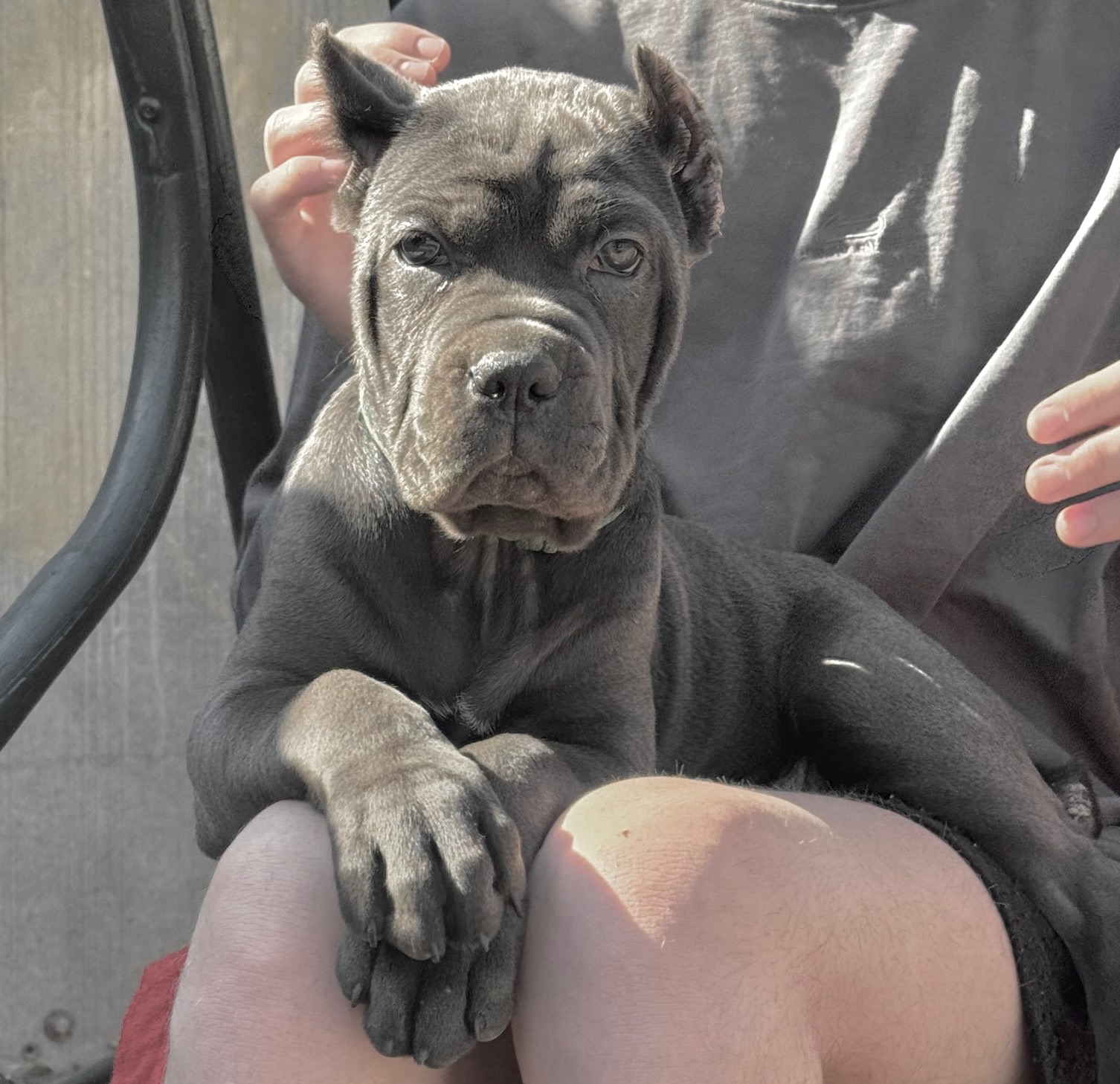 Вакансія «Людина для Кане-корсо»!