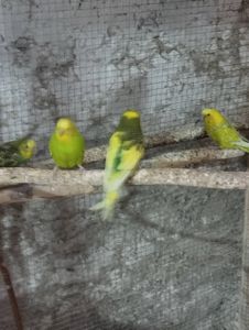 Волнистый попугай Днепр