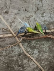 Волнистый попугай Днепр