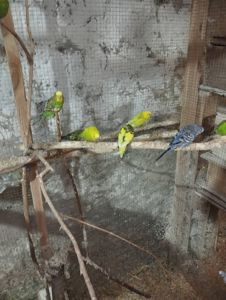 Волнистый попугай Днепр