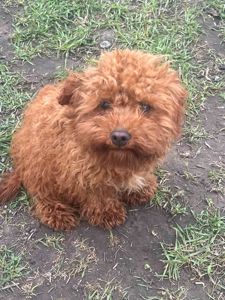 Той пудель девочка