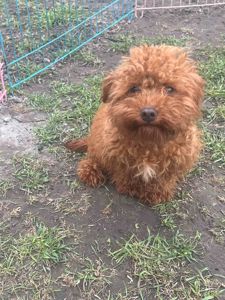 Той пудель девочка