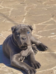 Вакансія «Людина для Кане-корсо»!