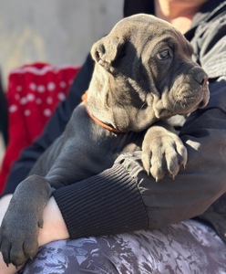 Вакансія «Людина для Кане-корсо»!