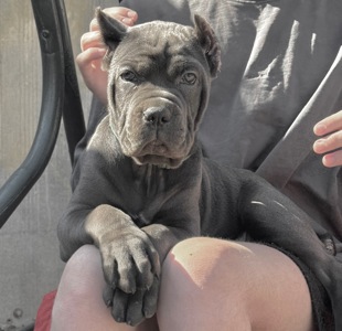 Вакансія «Людина для Кане-корсо»!