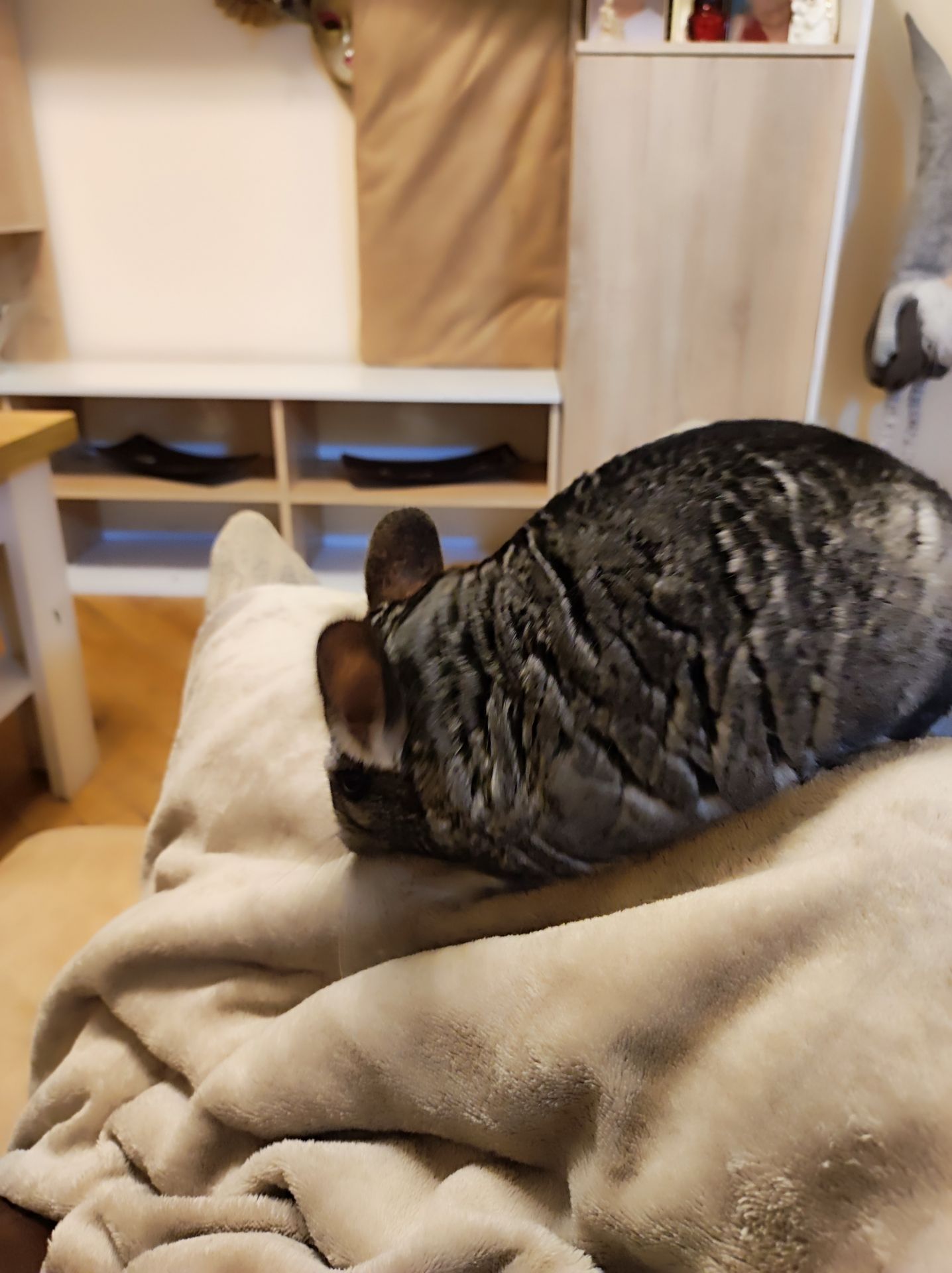 Продам самця шиншили