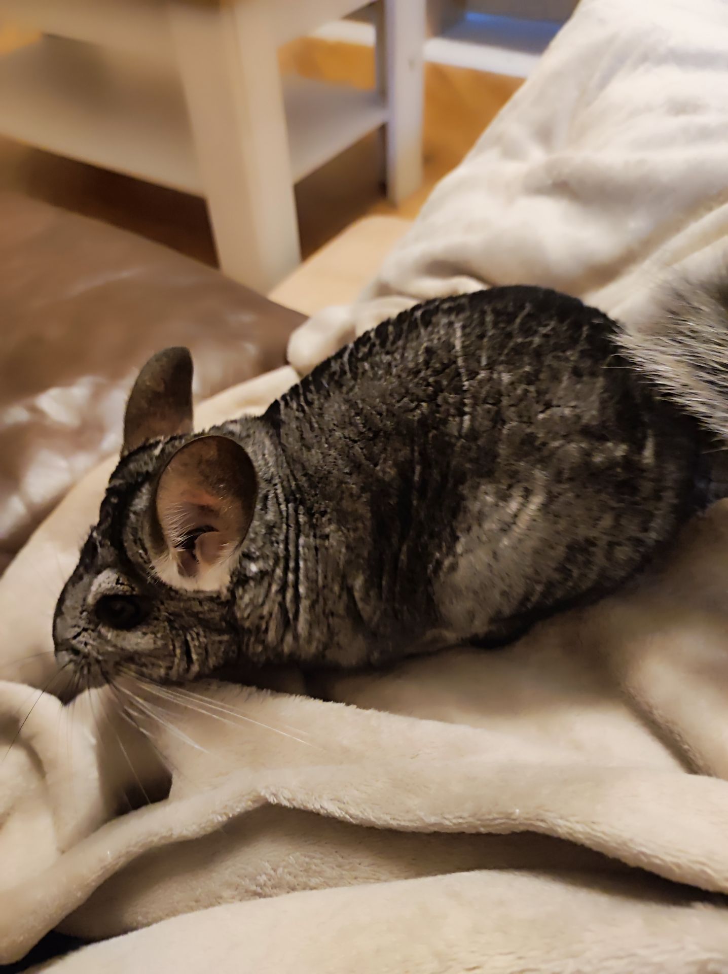 Продам самця шиншили