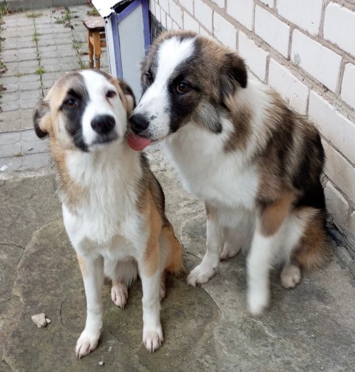 ТЕРМІНОВО Хлопчик метис Олівер шукає дім