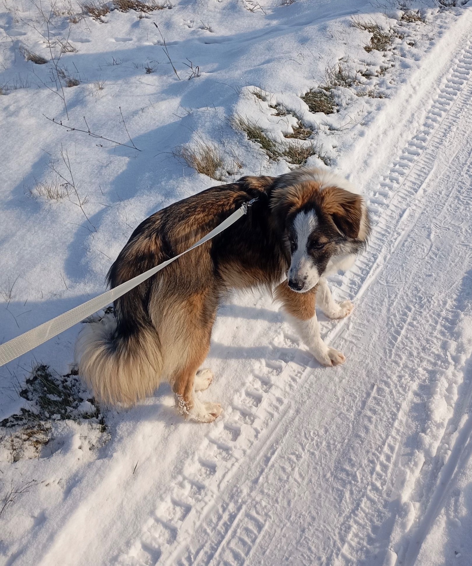 ТЕРМІНОВО Хлопчик метис Олівер шукає дім