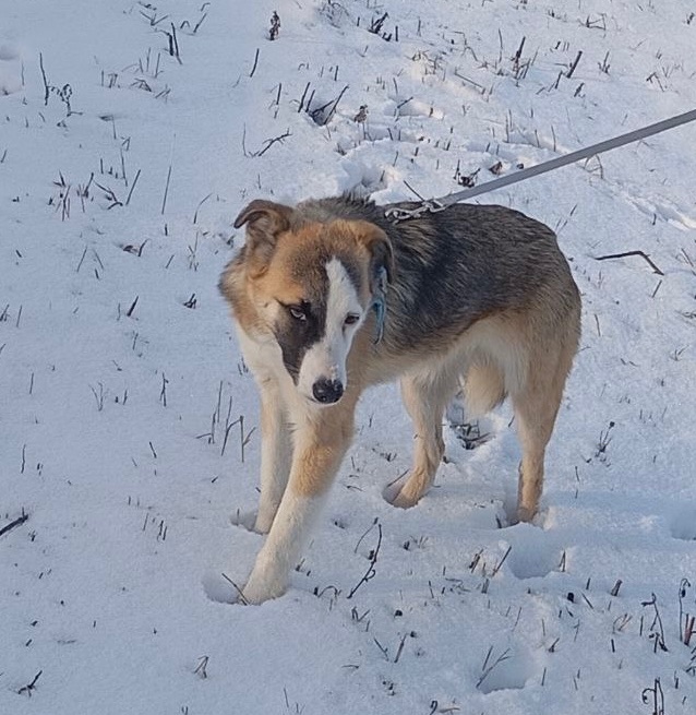 ТЕРМІНОВО Дівчинка метис Вінга шукає дім